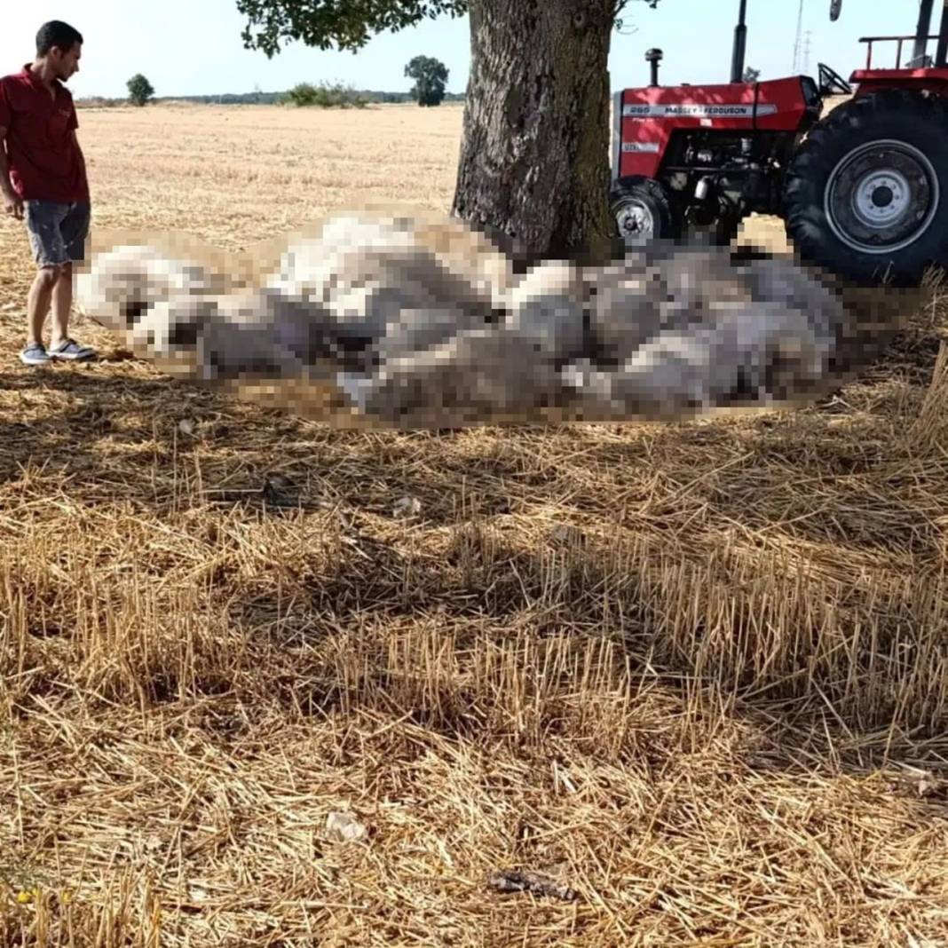 Yıldırım düşen ağacın altındalardı! 30'u da öldü 1